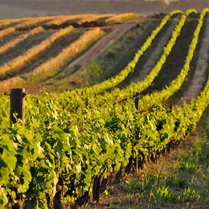 Tasting - Delheim Wines, South Africa 28/06/2024